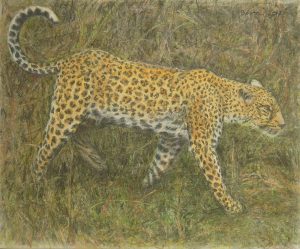 Leopard © Helga Bosten 2017